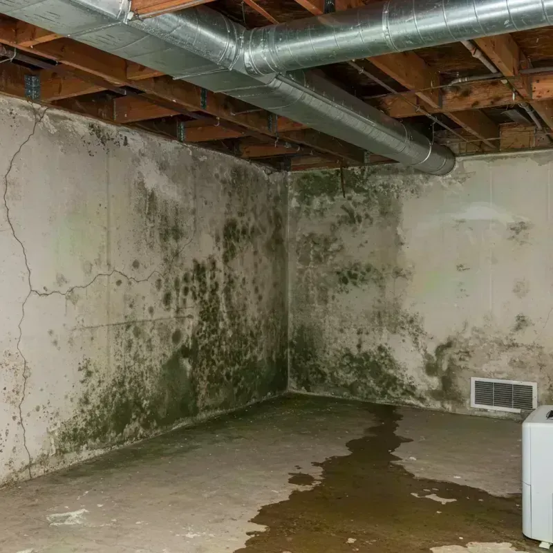 Professional Mold Removal in Graves County, KY